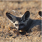 Большеухие лисицы